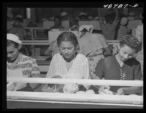 Untitled photo, possibly related to: Bayamon, Puerto Rico (vicinity). A pineapple canning factory