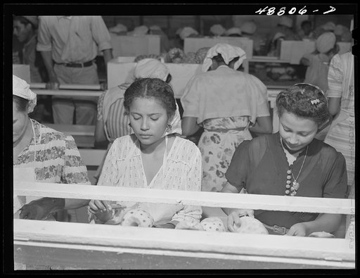 Bayamon, Puerto Rico (vicinity). A pineapple canning factory