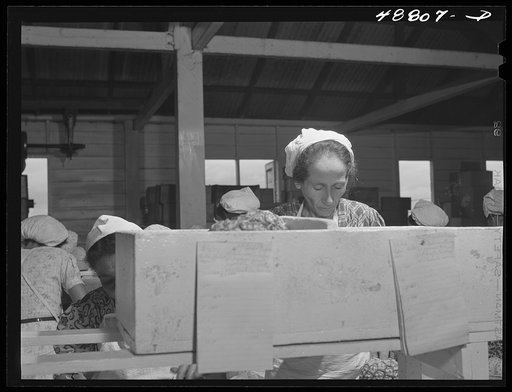 Untitled photo, possibly related to: Bayamon, Puerto Rico (vicinity). A pineapple canning factory
