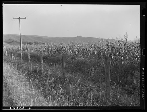 Cornfield. Tygart Valley, West Virginia
