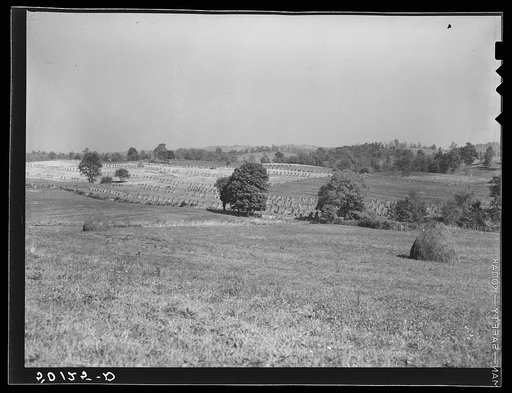 Untitled photo, possibly related to: Cornfield. Tygart Valley, West Virginia