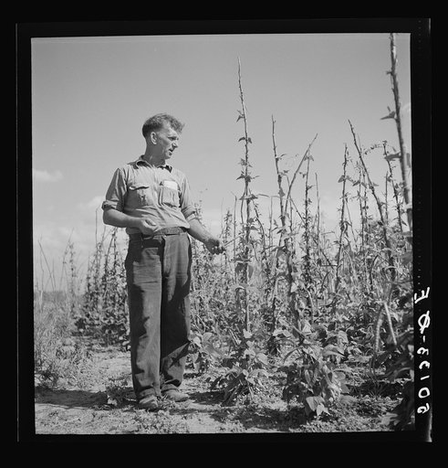Untitled photo, possibly related to: Coal miner, now unemployed, town philosopher, experiments with garden. Jere, West Virginia. Says, "Jes so long as I sees things movin' and betterin' I don't care how much benefits I get from it." See 50057-E, 30219-M3