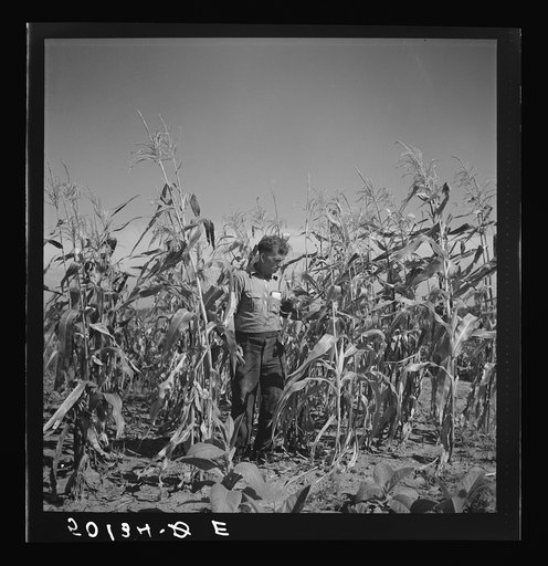 Untitled photo, possibly related to: Coal miner, now unemployed, town philosopher, experiments with garden. Jere, West Virginia. Says, "Jes so long as I sees things movin' and betterin' I don't care how much benefits I get from it." See 50057-E, 30219-M3