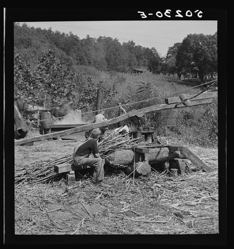 Pressing juice from sugarcane to make molasses. Racine, West Virginia