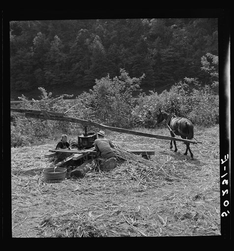 Pressing juice from sugarcane to make molasses. Racine, West Virginia