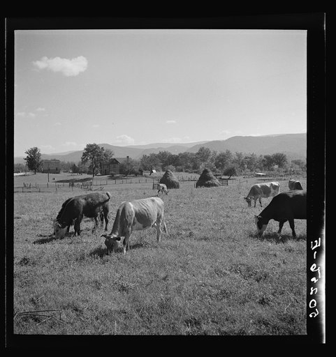 Untitled photo, possibly related to: Good grazing land for cattle. Tygart Valley, West Virginia