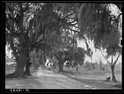 Untitled photo, possibly related to: Typical Florida road and country near Winter Haven
