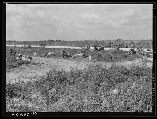 Lunch hour for Negro tomato pickers. Homestead, Florida