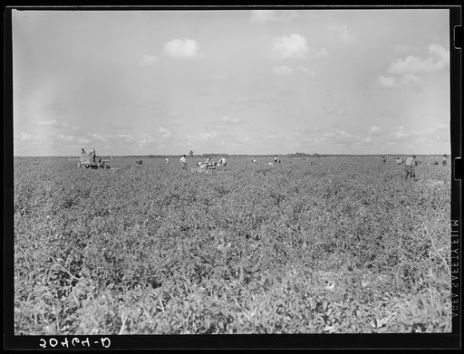 Untitled photo, possibly related to: Migrant laborers pick tomatoes in fields near Homestead, Florida