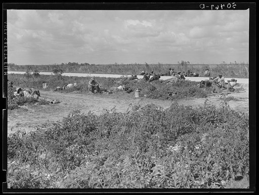 Untitled photo, possibly related to: Lunch hour for Negro tomato pickers. Homestead, Florida