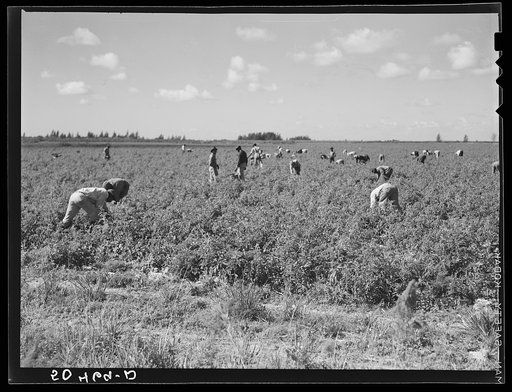 Untitled photo, possibly realted to: Migrant laborers pick tomatoes in fields near Homestead, Florida
