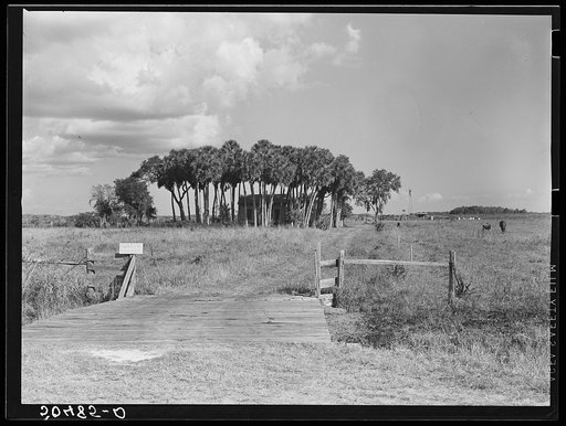 Typical Florida country near Moore Haven