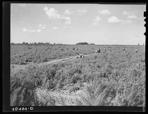 Migrant laborers pick tomatoes in fields near Homestead, Florida