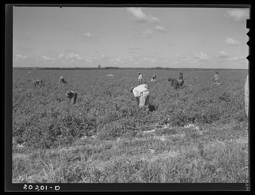 Untitled photo, possibly related to: Negro tomato pickers. Homestead, Florida