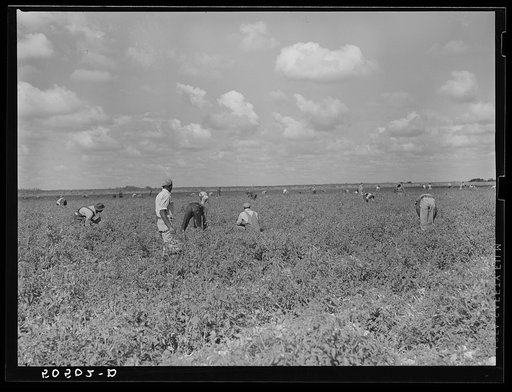 Negro tomato pickers. Homestead, Florida