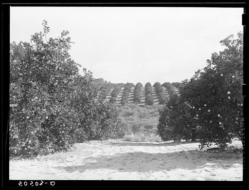 Orange grove near Frostproof, Florida