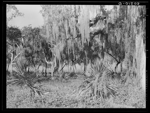 Untitled photo, possibly related to: Typical Florida county near Winter Haven