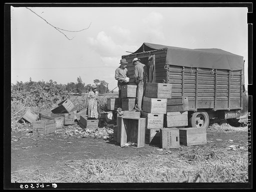 Untitled photo, possibly related to: Trucker loading cabbages beside road near Belle Glade, Florida