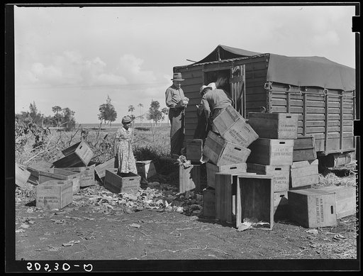 Trucker loading cabbages beside road near Belle Glade, Florida