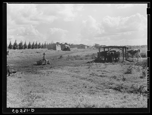 Untitled photo, possibly related to: Shacks occupied by Negro migrant agricultural laborers between Clewiston and Belle Glade, Florida
