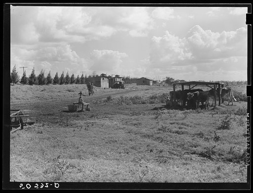 Shacks occupied by Negro migrant agricultural laborers between Clewiston and Belle Glade, Florida