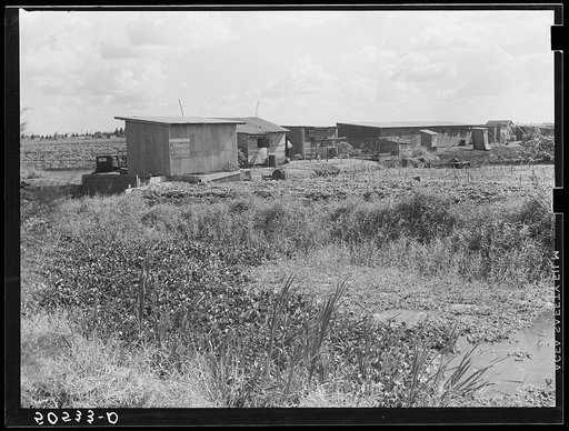 Negro migrant agricultural workers' quarters by irrigation and drainage ditch near Belle Glade, Florida