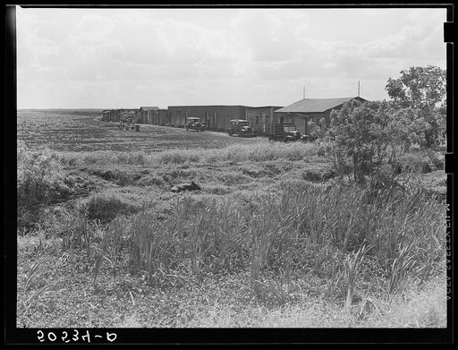 Negro migrant agricultural workers' quarters by irrigation and drainage ditch near Belle Glade, Florida