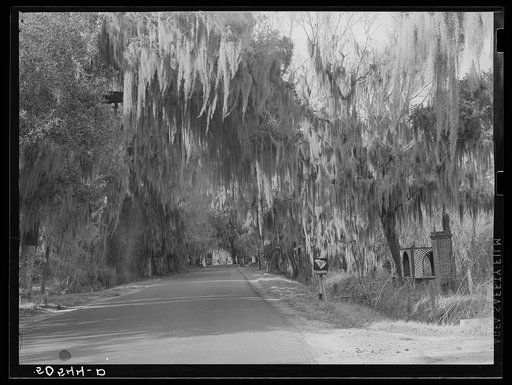 Typical highway near Summerville, South Carolina, with heavy hanging Spanish moss