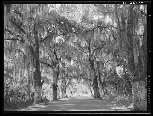 Untitled photo, possibly related to: Typical highway near Summerville, South Carolina, with heavy hanging Spanish moss