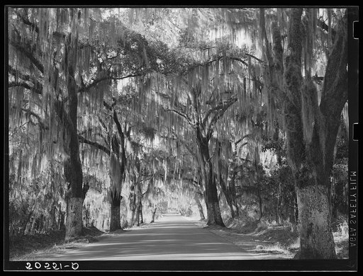 Untitled photo, possibly related to: Typical highway near Summerville, South Carolina, with heavy hanging Spanish moss