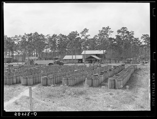 Turpentine still. North Florida