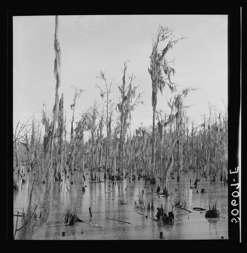 Cypress swamp near Summerville, South Carolina