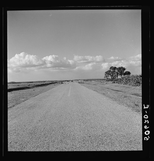 Typical Florida country near Moorehaven