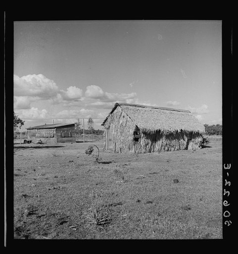 Front of thatched house made of palm leaves near Moore Haven, Florida