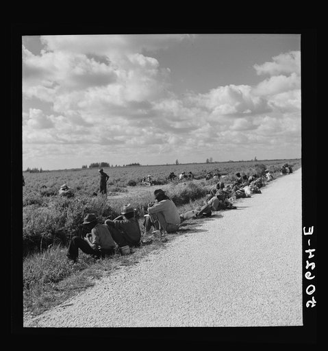 Lunch hour for Negro tomato pickers. Homestead, Florida