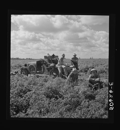 White foreman and helpers in tomato field during lunch hour. Homestead, Florida
