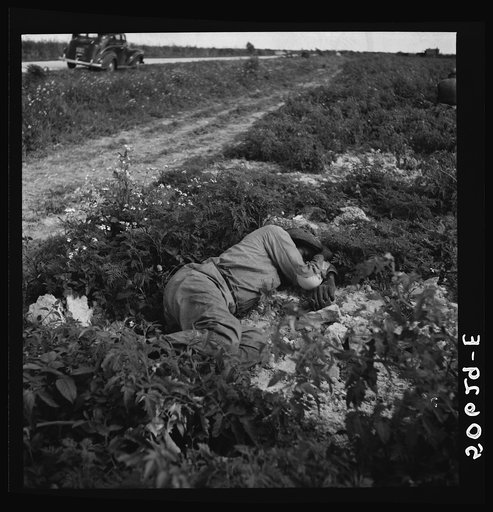 Migrant vegetable worker sleeping in tomato field during his lunch hour near Homestead, Florida