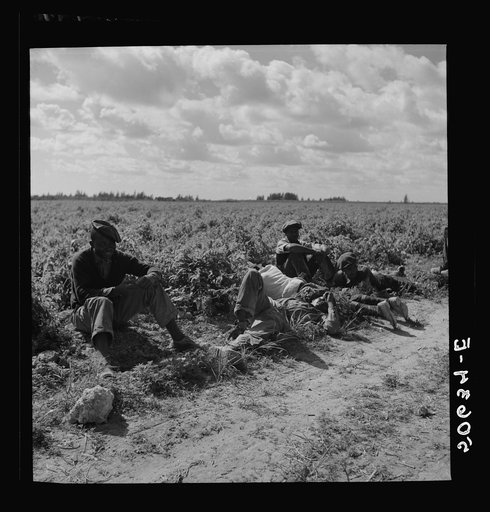 Untitled photo, possibly related to: Lunch hour for Negro tomato pickers. Homestead, Florida