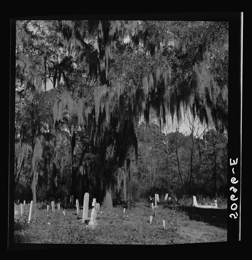 Untitled photo, possibly related to: Graveyard in rear of church near Summerville, South Carolina