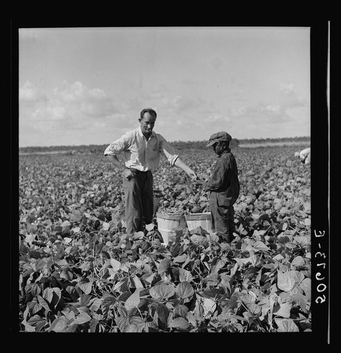 Untitled photo, possibly related to: Migrant laborer from Arkansas picking beans. Homestead, Florida