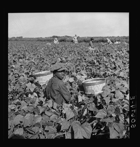 Picking beans near Homestead, Florida