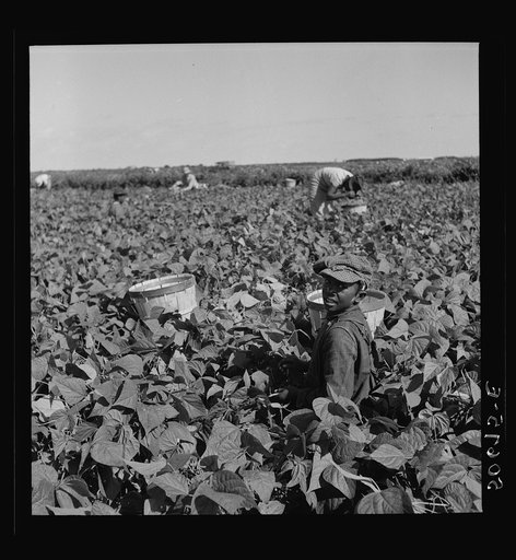 Picking beans near Homestead, Florida