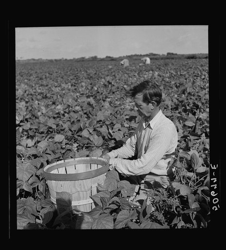 Migrant laborer from Arkansas picking beans. Homestead, Florida