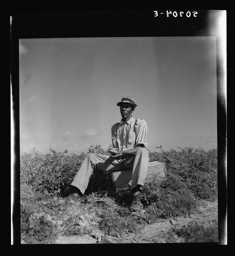 Migrant vegetable picker "washing" his hands with tomato in field during his lunch hour near Homestead, Florida