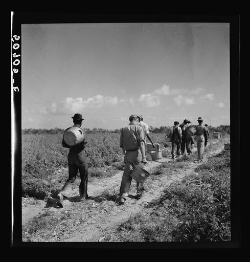 Untitled photo, possibly related to: Tomato pickers. Homestead, Florida