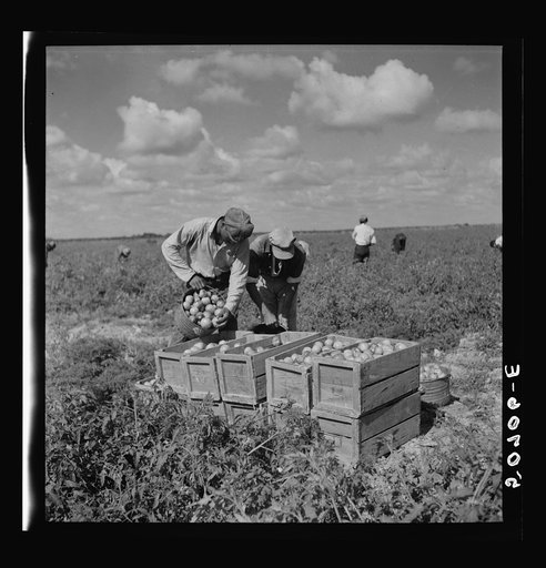 Untitled photo, possibly related to: Tomato pickers. Homestead, Florida