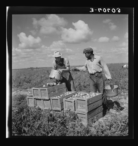 Untitled photo, possibly related to: Tomato pickers. Homestead, Florida