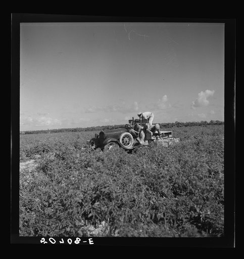Untitled photo, possibly related to: Tomato pickers. Homestead, Florida