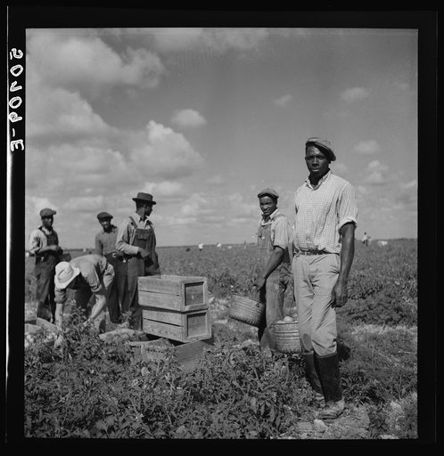 Untitled photo, possibly related to: Tomato pickers. Homestead, Florida