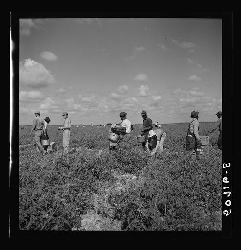 Tomato pickers. Homestead, Florida